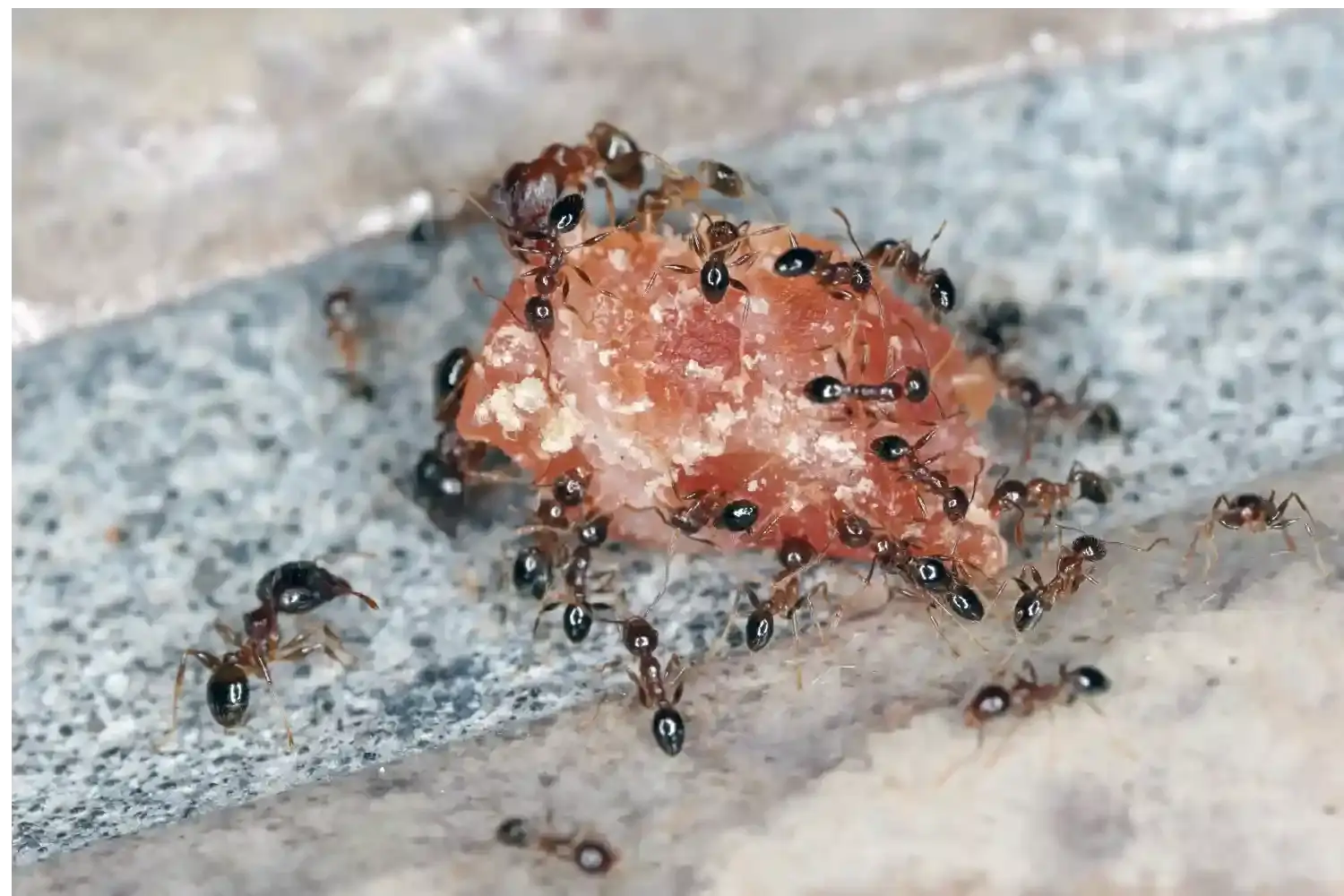 Fire ant treatment melbourne